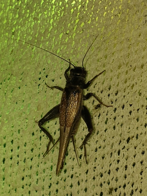 Eumodicogryllus bordigalensis - bordói tücsök