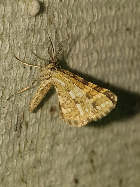Narraga fasciolaria/tessularia