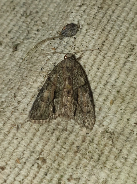 Cryphia fraudatricula - homoki zuzmóbagoly
