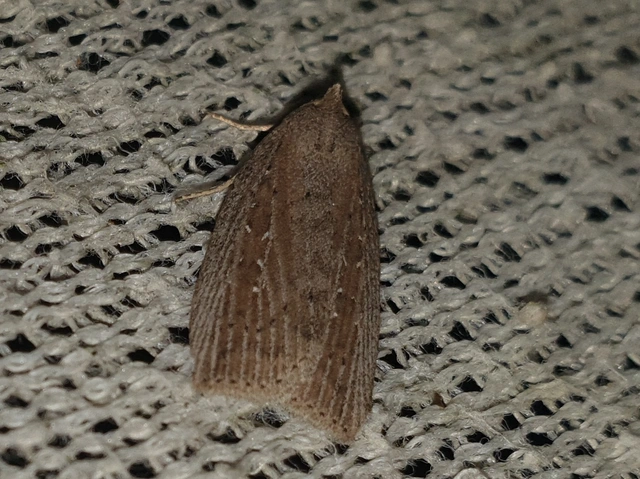 Chilodes maritima - négyfoltos nádibagoly