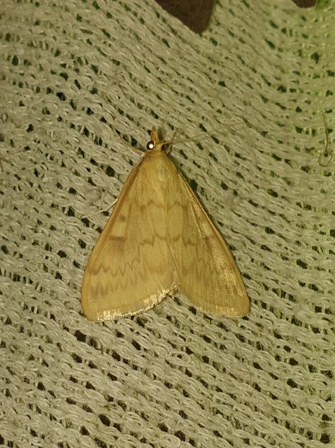 Ostrinia nubilalis - kukoricamoly