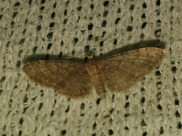 Eupithecia haworthiata - rozsdástestű törpearaszoló