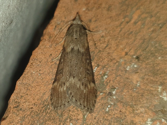 Lamoria