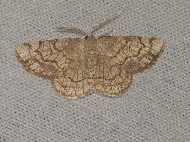 Stegania dilectaria - fehérnyár-araszoló