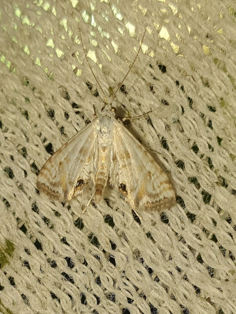 Cataclysta lemnata - békalencsemoly