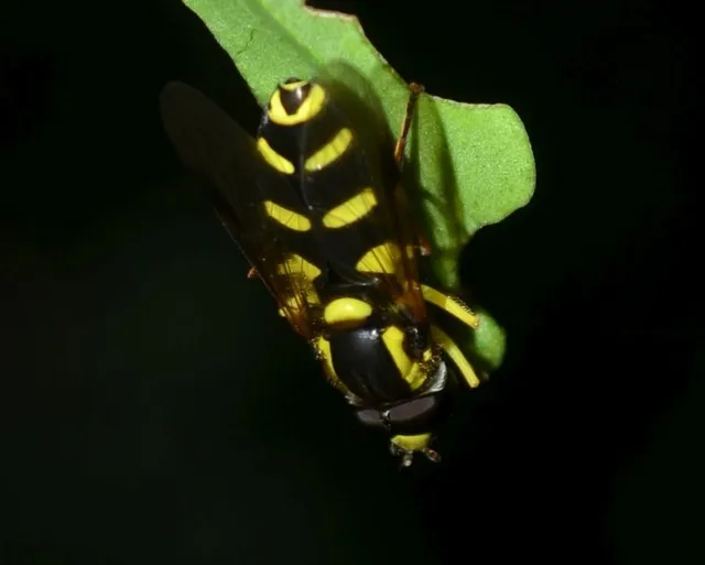 Xanthogramma