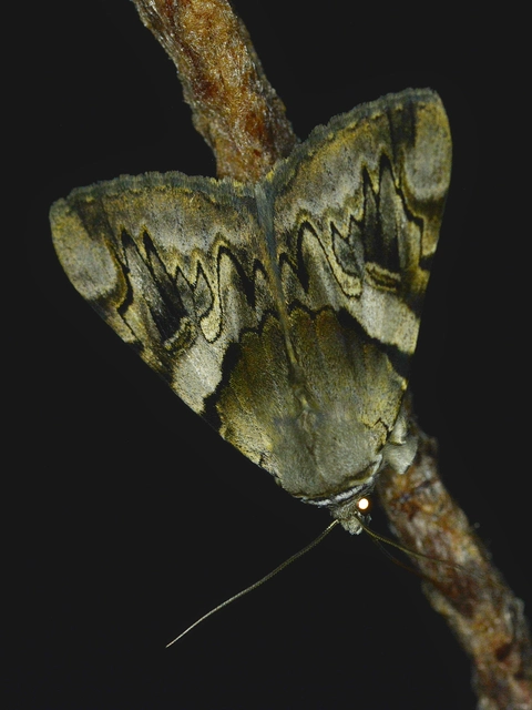 Catocala fulminea - galagonya-övesbagoly