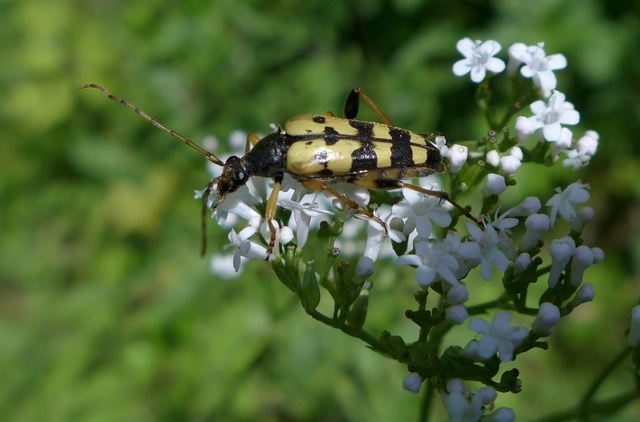 Rutpela maculata - tarkacsápú karcsúcincér