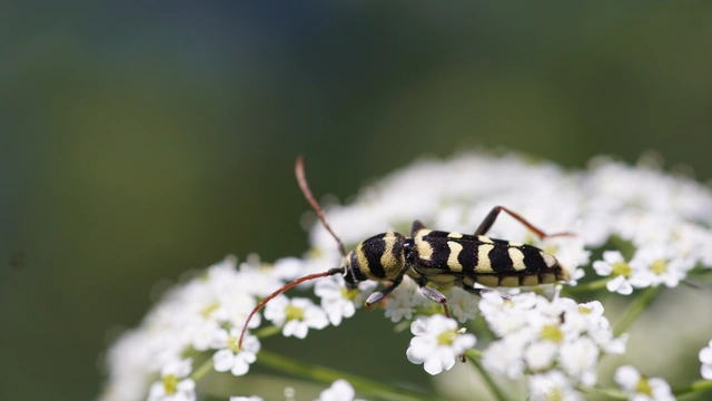 Echinocerus floralis - lucerna-darázscincér