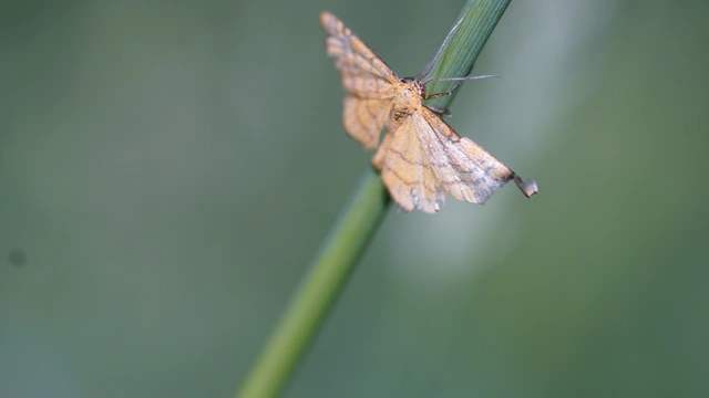 Idaea aureolaria - aranyos sávosaraszoló
