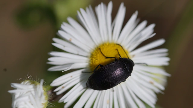 Podonta nigrita - szerecsenbogár