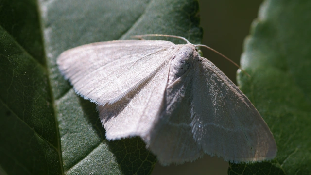 Chlorissa viridata/cloraria