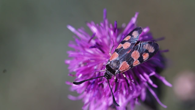 Zygaena carniolica - fehérgyűrűs csüngőlepke