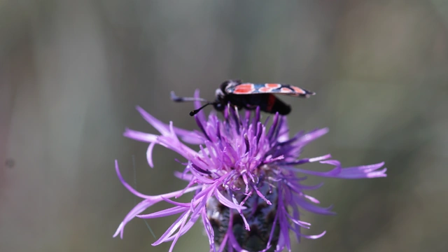 Zygaena carniolica - fehérgyűrűs csüngőlepke