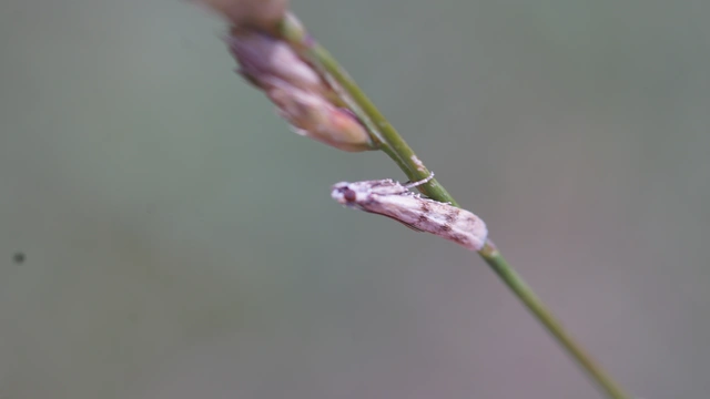 Homoeosoma sinuella - agyagsárga karcsúmoly