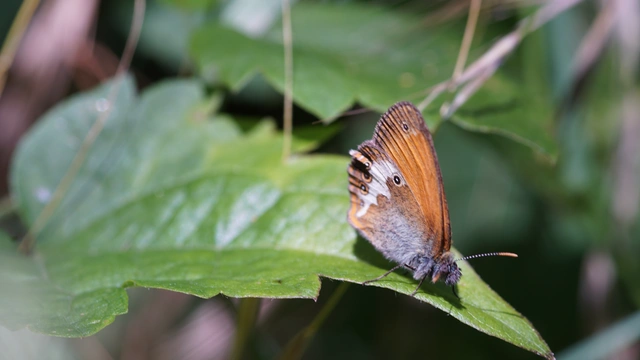 Coenonympha arcania - fehéröves szénalepke