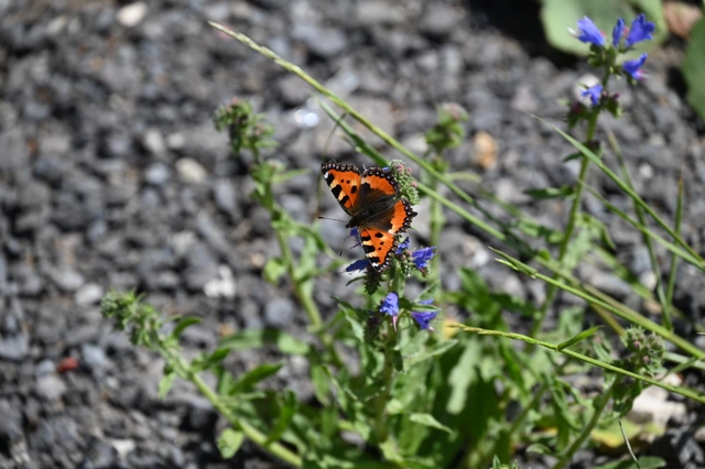 Nymphalis urticae - kis rókalepke Nymphalis urticae - kis rókalepke