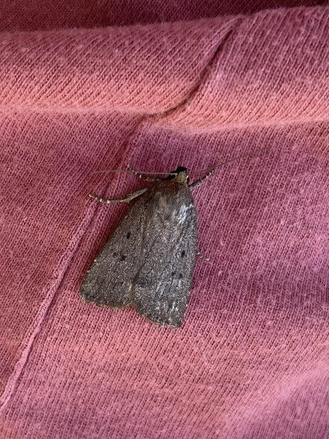 Amphipyra tragopoginis - bakszakállbagoly