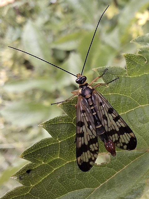 Panorpa vulgaris