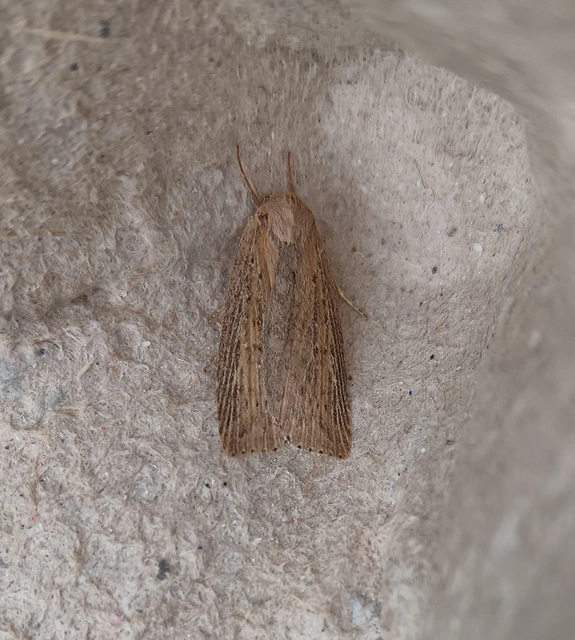 Chilodes maritima - négyfoltos nádibagoly
