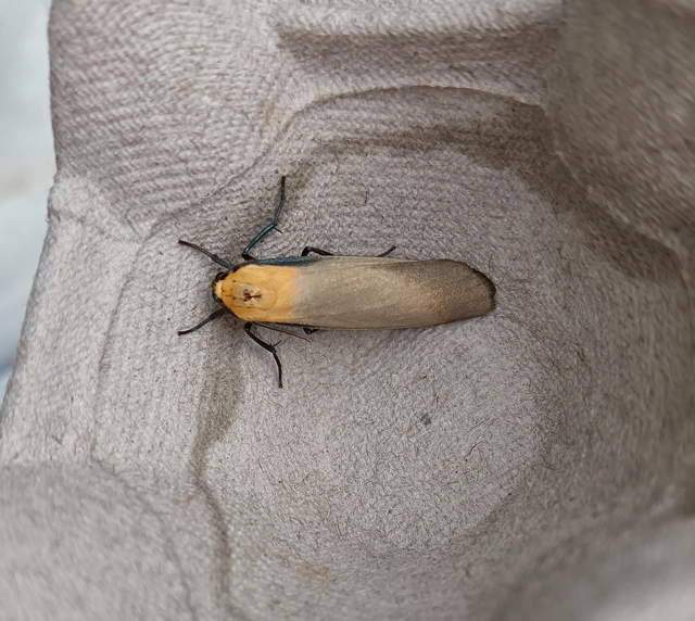 Lithosia quadra - négypettyes zuzmószövő