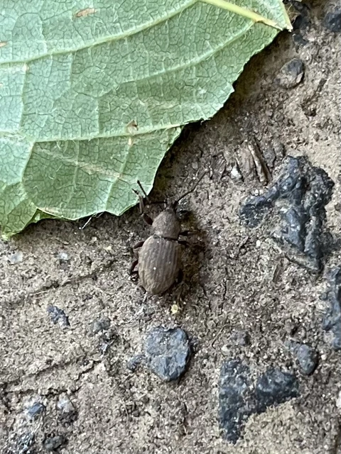 Otiorhynchus raucus - molyhos gyalogormányos