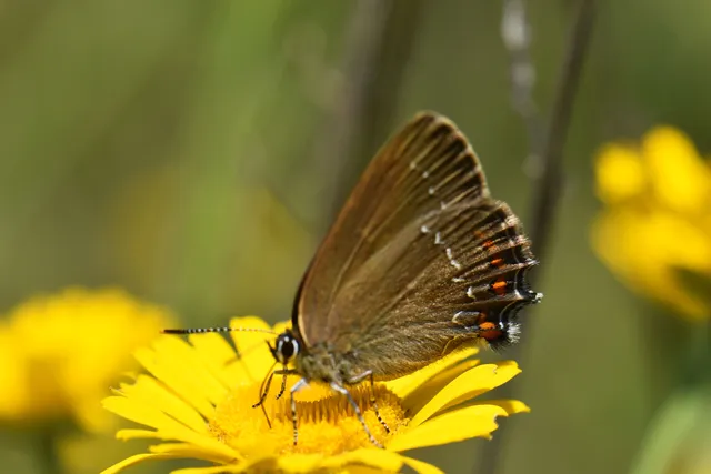 Satyrium ilicis - tölgyfa-csücsköslepke