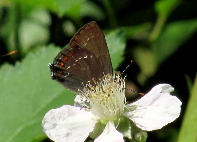 Satyrium ilicis - tölgyfa-csücsköslepke