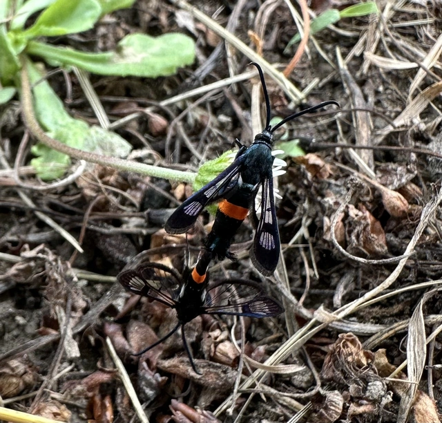 Sesiidae - szitkárfélék