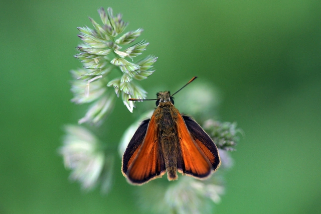 Thymelicus sylvestris - barna busalepke