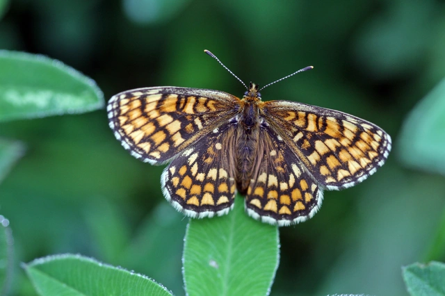 Melitaea athalia - közönséges tarkalepke