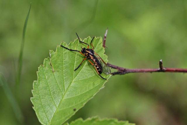 Molobratia teutonus