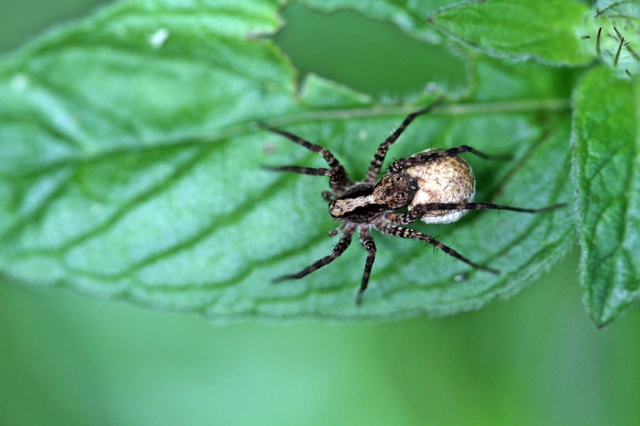 Pardosa