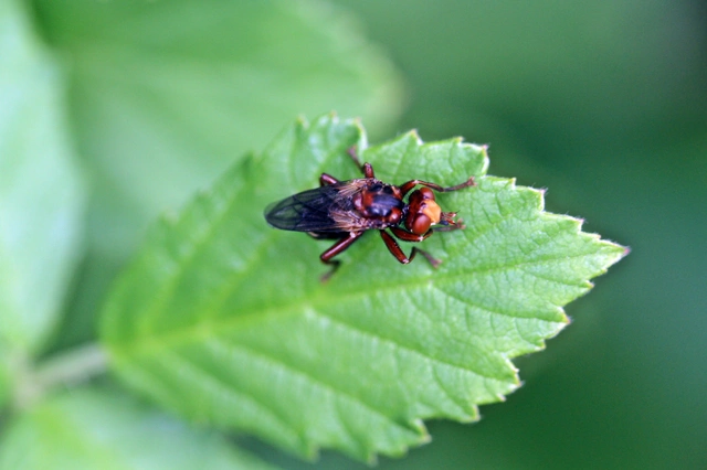 Sicus