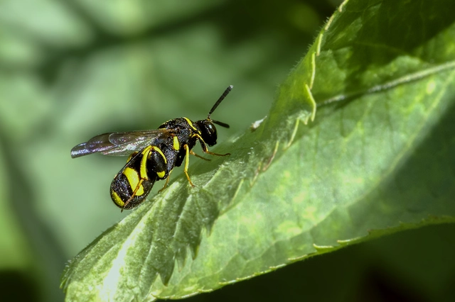 Leucospis dorsigera