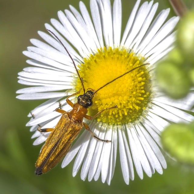 Oedemera podagrariae - székfű-álcincér