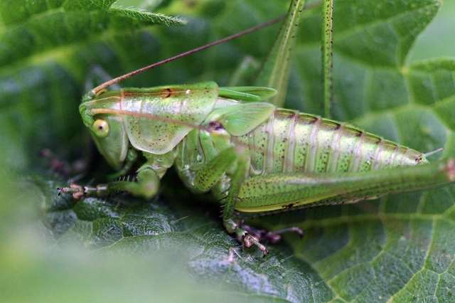 Tettigonia viridissima - zöld lombszöcske