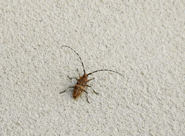 Monochamus galloprovincialis pistor - foltos fenyvescincér
