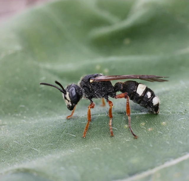 Hymenoptera - Hártyásszárnyúak