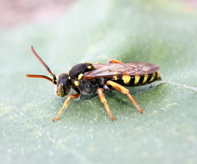 Hymenoptera - Hártyásszárnyúak