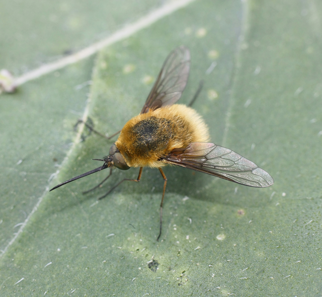 Bombyliinae