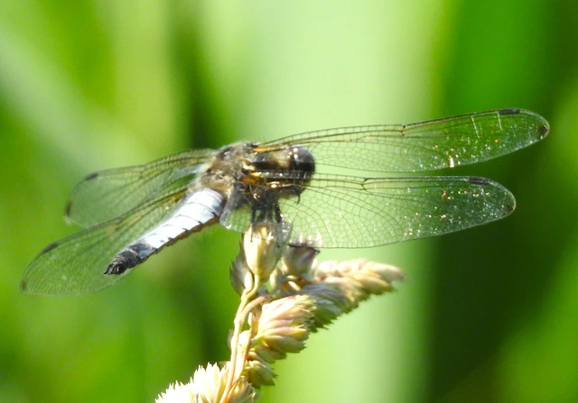 Libellula fulva - kisfoltos laposacsa