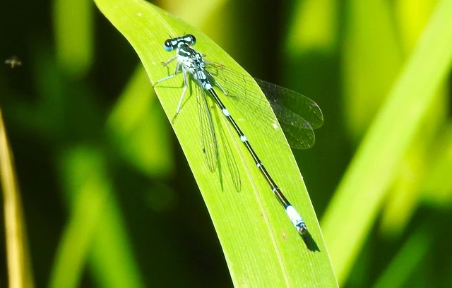 Coenagrion pulchellum - karcsú légivadász