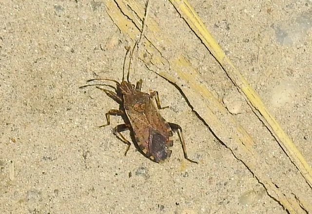 Ceraleptus gracilicornis - tüskéslábú karimáspoloska