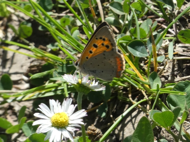 Lycaena phlaeas - közönséges tűzlepke