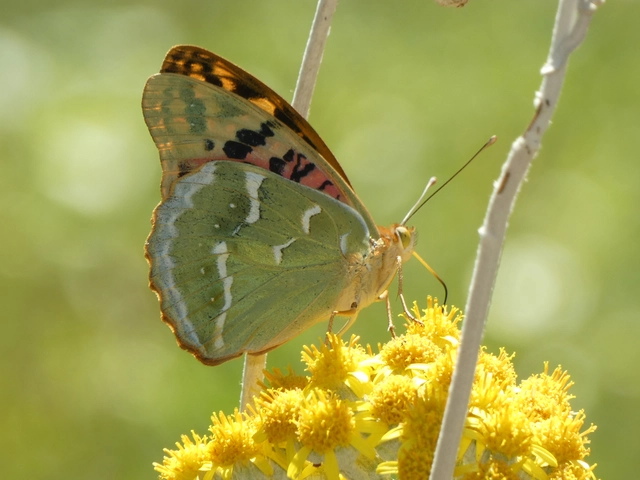 Argynnis pandora - zöldes gyöngyházlepke
