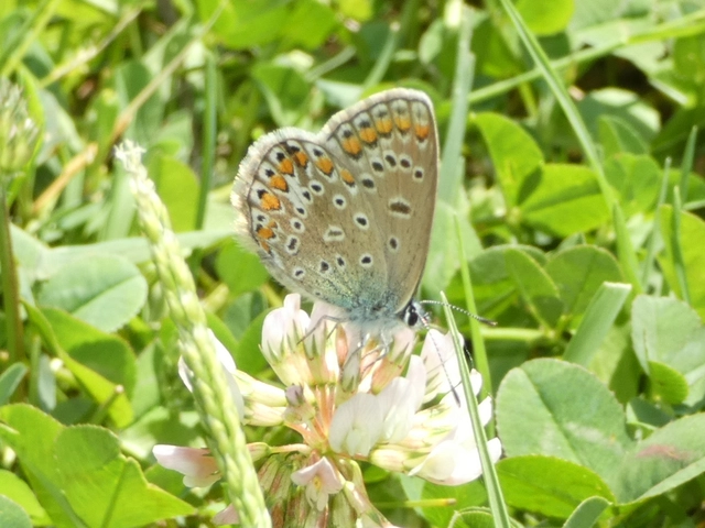 Polyommatus icarus - közönséges boglárka