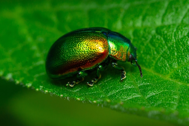 Chrysolina graminis - zöld varádicslevelész