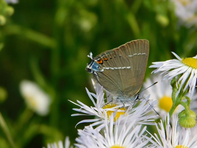 Satyrium spini - kökény-csücsköslepke