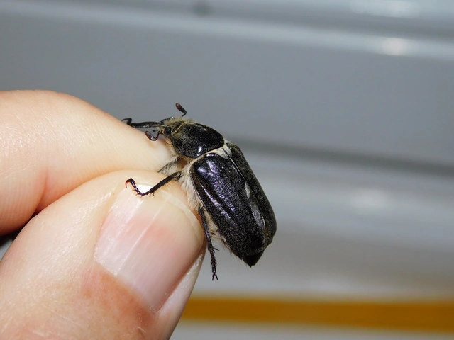 Anoxia pilosa - pusztai cserebogár